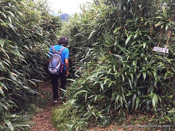 陽明山小觀音山步道35