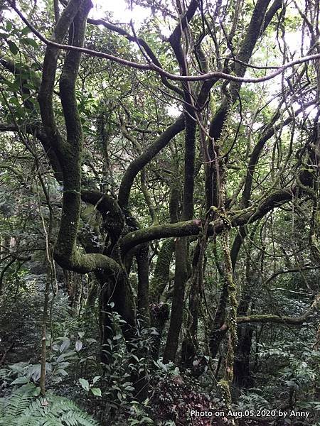 陽明山小觀音山步道40