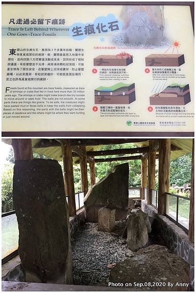 東眼山化石區3