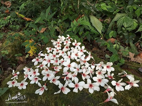 桃園石門山登山步道 油桐花4