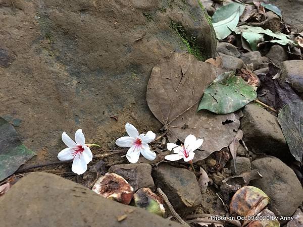 桃園石門山登山步道11.jpg