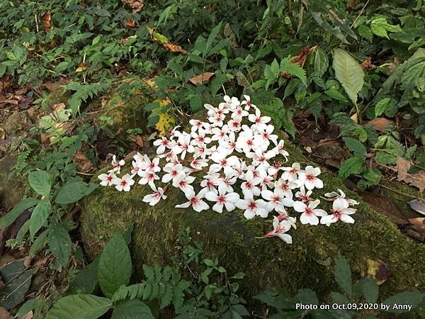 桃園石門山登山步道 油桐花13