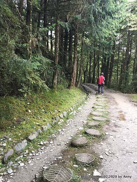 宜蘭三毛櫸步道36.JPG