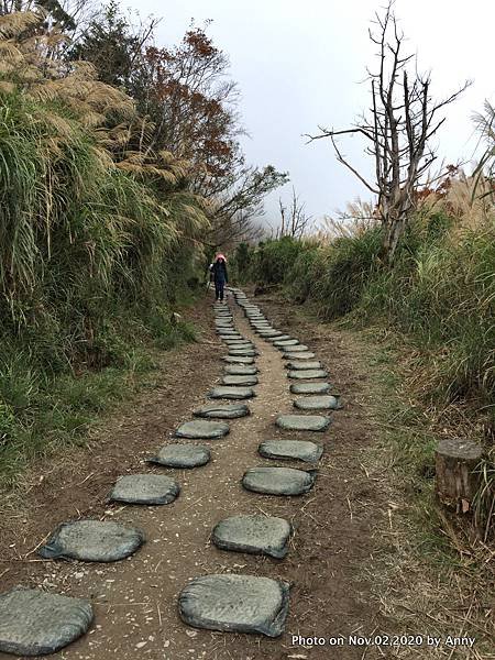 宜蘭三毛櫸步道46.JPG