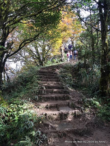 宜蘭三毛櫸步道59.JPG