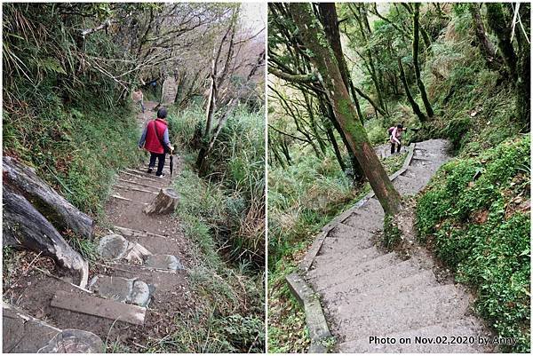 宜蘭三毛櫸步道4.jpg