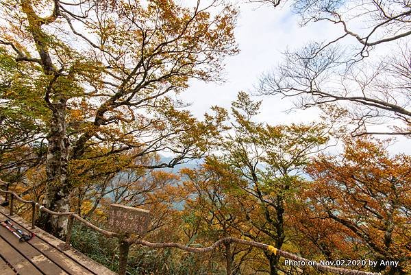 宜蘭三毛櫸步道 台灣山毛櫸15