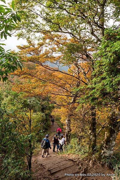 宜蘭三毛櫸步道7.JPG