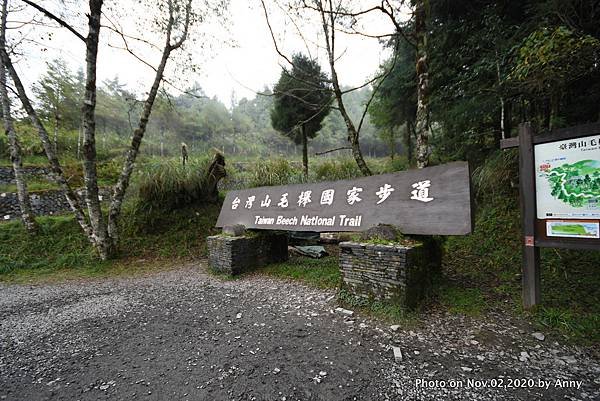 宜蘭三毛櫸步道30.JPG