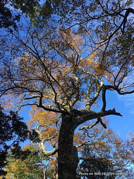 內鳥嘴山山毛櫸39