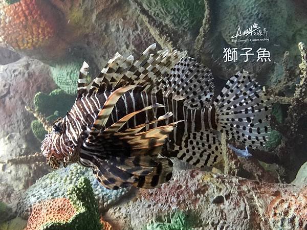 獅子魚.jpg