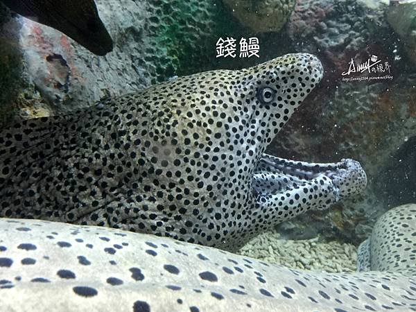 錢鰻.jpg
