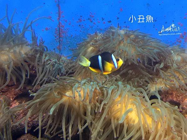小丑魚 .jpg