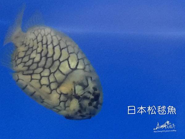 日本松毬魚.jpg