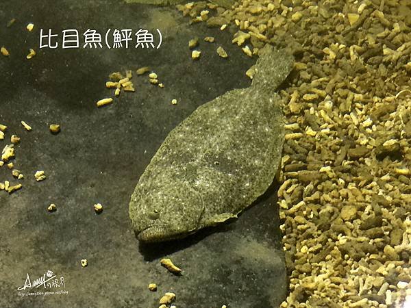 比目魚.jpg