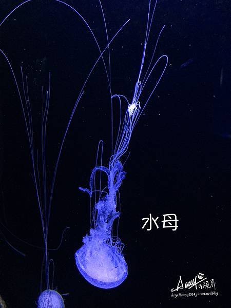 水母 .jpg