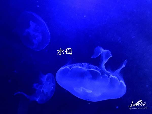 水母.jpg