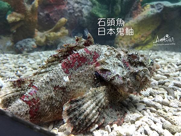 石頭魚 日本鬼鮋.jpg