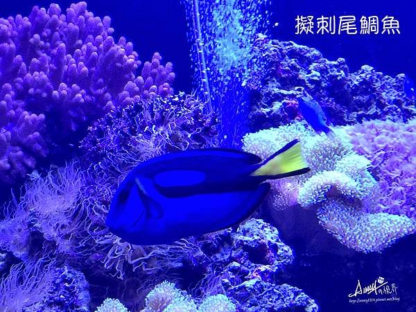 擬刺尾鯛.jpg