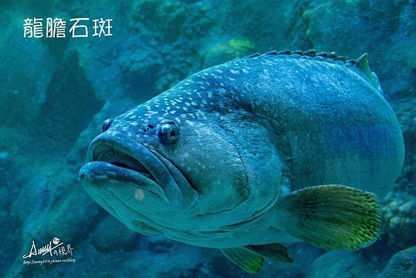 龍膽石斑 .jpg