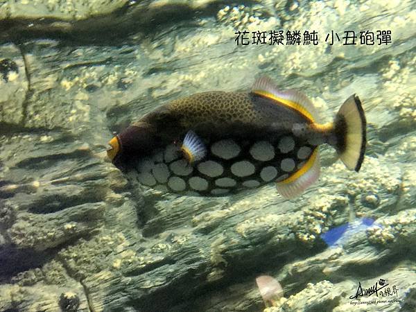 花斑擬鱗魨、小丑砲彈.JPG