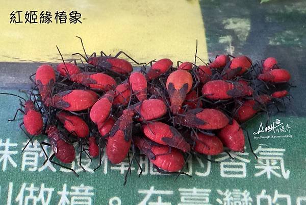 紅姬緣椿象 .jpg