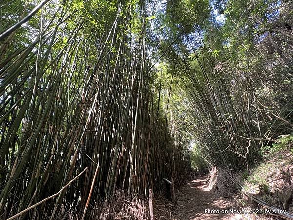 橫嶺古道竹林