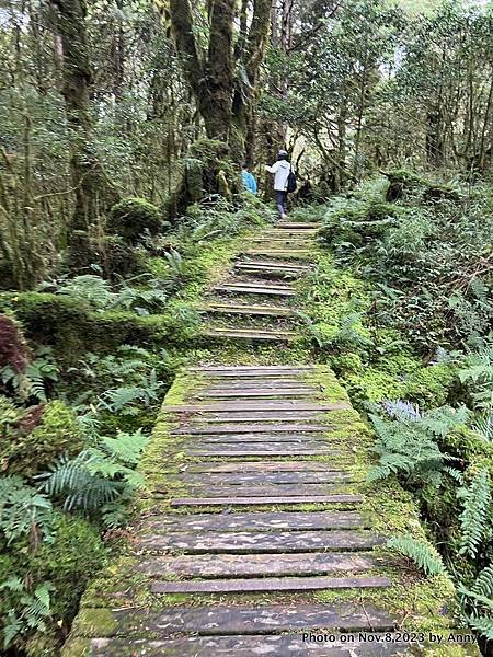 太平山原始森林公園 鐵杉林自然步道 35.JPG