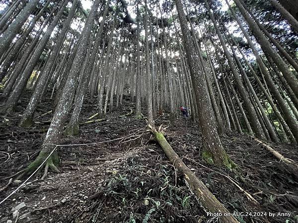 民都有山登山步道 面托油山步道25.JPG