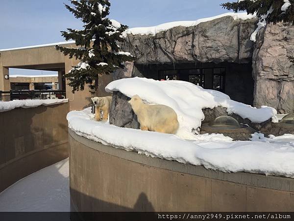 《日本北海道》20190115 · 第四天 旭山動物園。北極