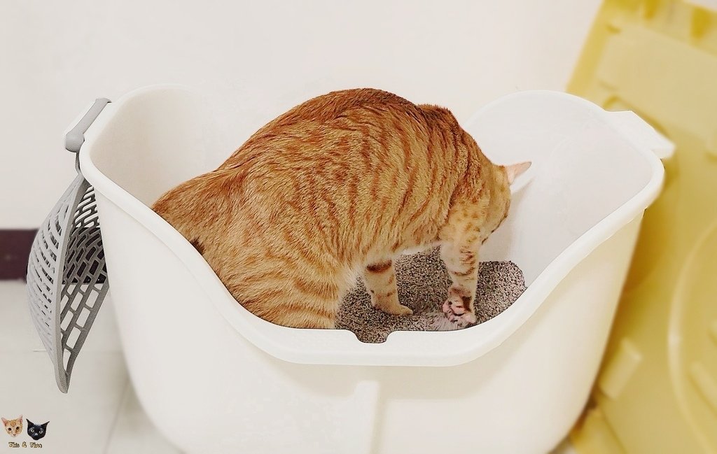 202205 Swing Cat 搖擺貓砂