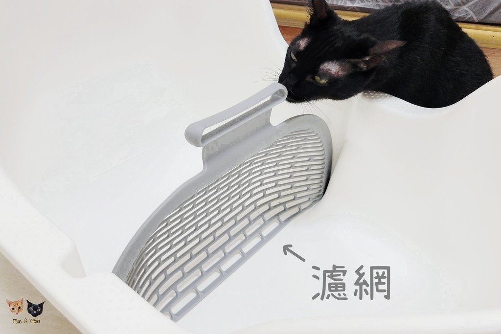 202205 Swing Cat 搖擺貓砂