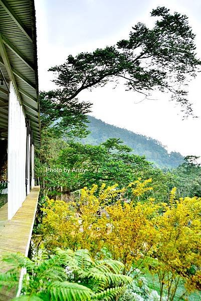 九樹43.jpg