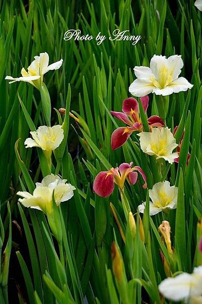 鳶尾花14.jpg