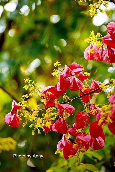 欒花11.jpg