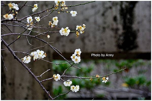 菩薩寺8