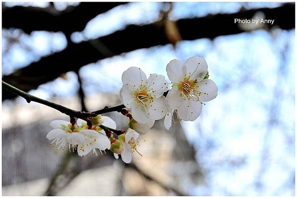 菩薩寺10