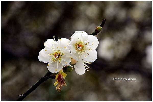 菩薩寺9