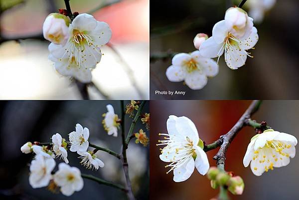 菩薩寺19