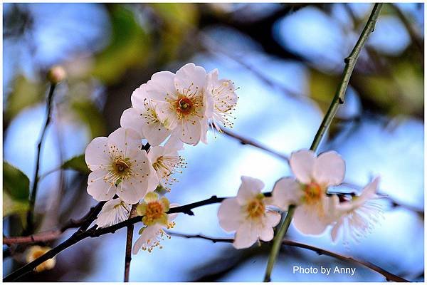 菩薩寺23