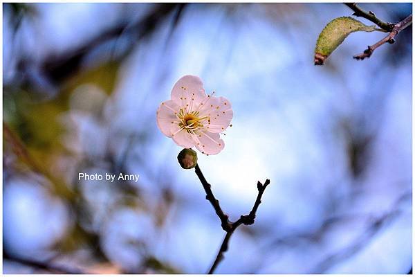 菩薩寺24