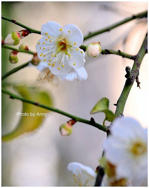 菩薩寺27