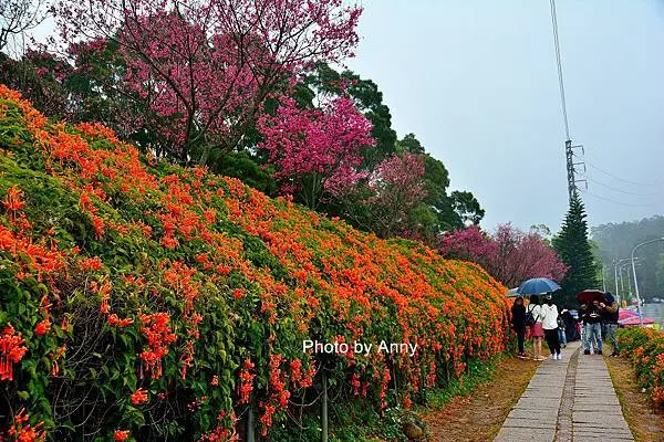 炮仗花20.jpg