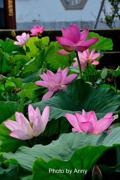 趙家荷花38.jpg