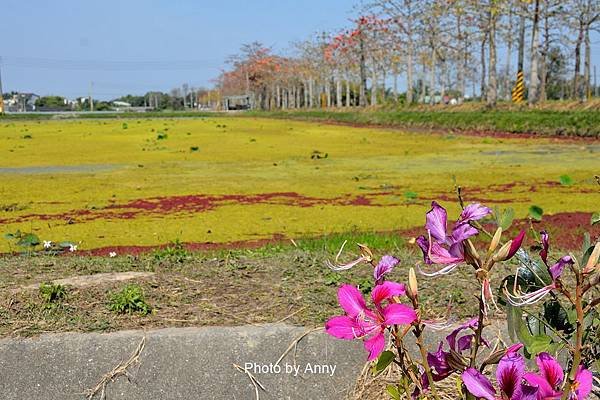 林初埤36.jpg