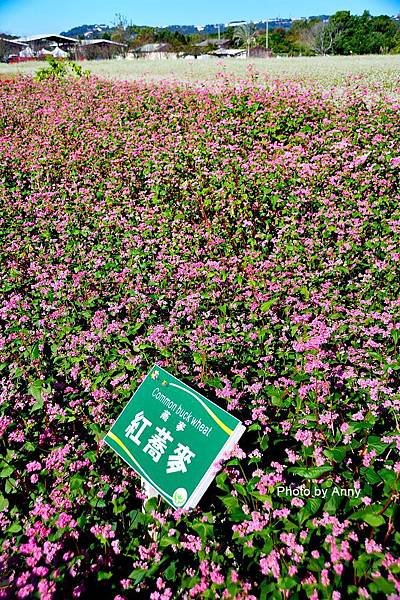 花海52.jpg