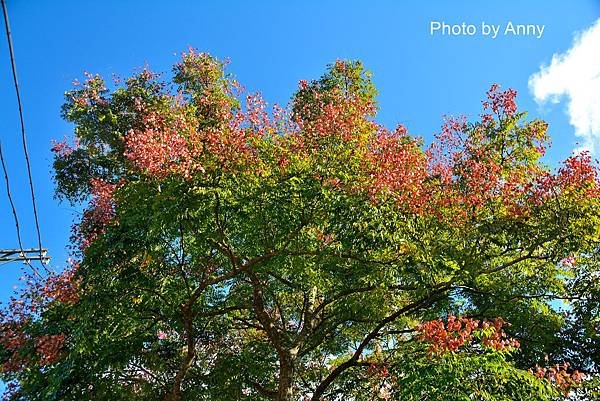 九芎湖22-6.jpg