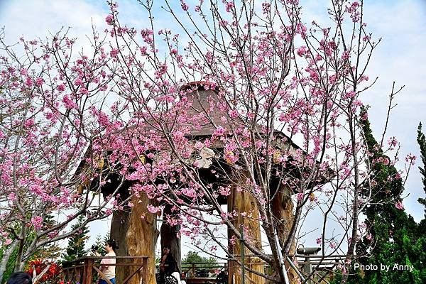 櫻花鳥森林5.jpg