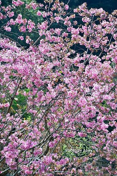 櫻花鳥森林73.jpg