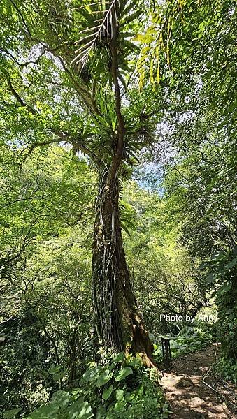 馬胎古道33.jpg